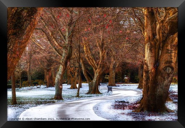 Snow Covered Path At Locke Park Framed Print by Alison Chambers