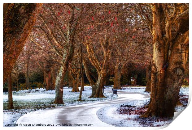 Snow Covered Path At Locke Park Print by Alison Chambers