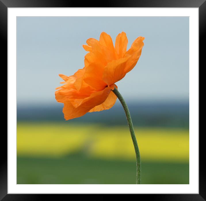 Orange Poppy Framed Mounted Print by Robin Lodge