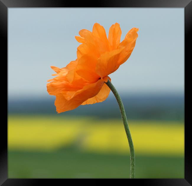 Orange Poppy Framed Print by Robin Lodge