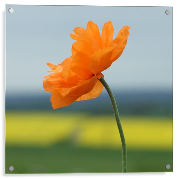 Orange Poppy Acrylic by Robin Lodge