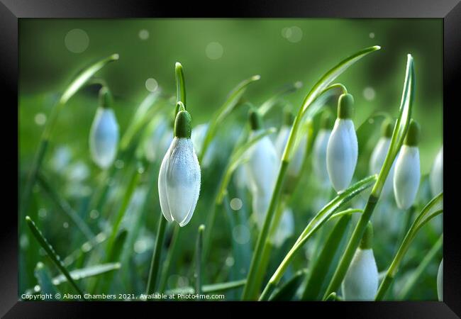 Dainty Snowdrops Framed Print by Alison Chambers