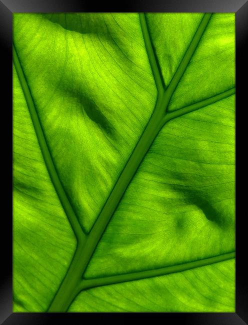 Nature's Work - Light Shining Through Green Leaf Framed Print by Serena Bowles