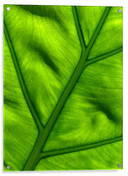 Nature's Work - Light Shining Through Green Leaf Acrylic by Serena Bowles