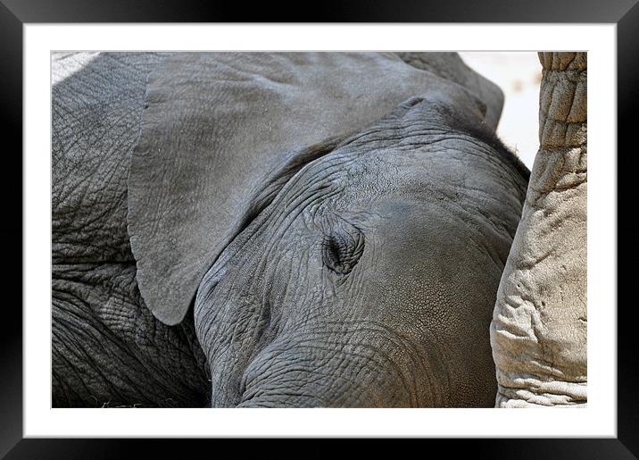 Sleeping Baby Elephant Framed Mounted Print by Robin Lodge
