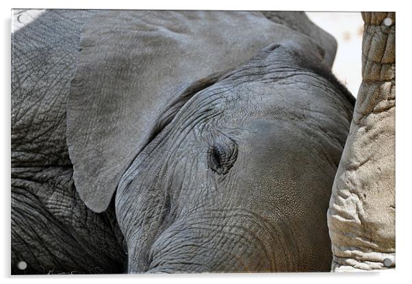 Sleeping Baby Elephant Acrylic by Robin Lodge