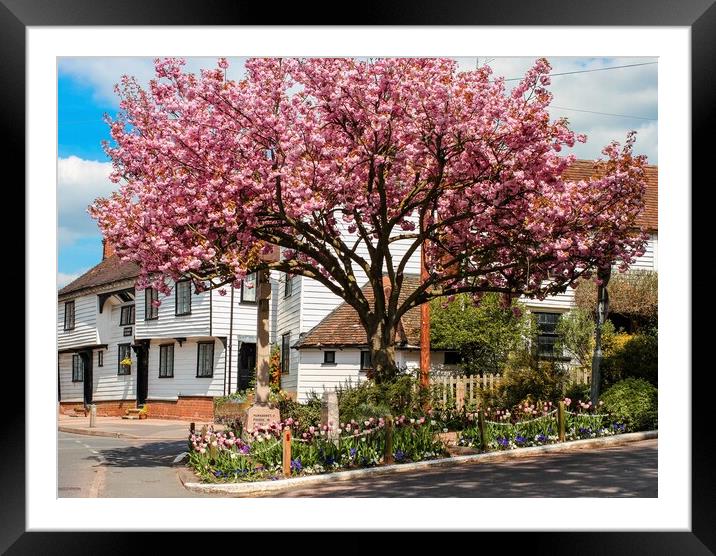  tree in blossom around war memorial Framed Mounted Print by tim miller