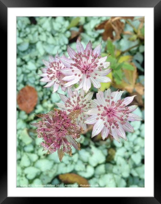 Astrantia Roma Framed Mounted Print by Penelope Hellyer