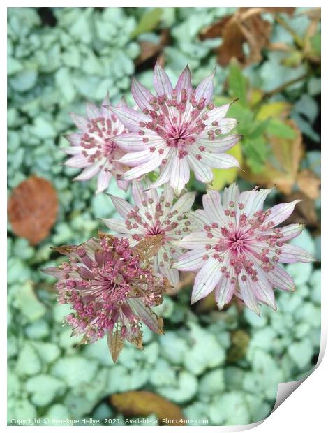 Astrantia Roma Print by Penelope Hellyer