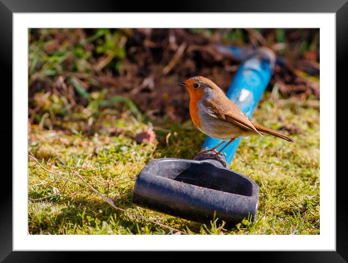 robin resting Framed Mounted Print by tim miller