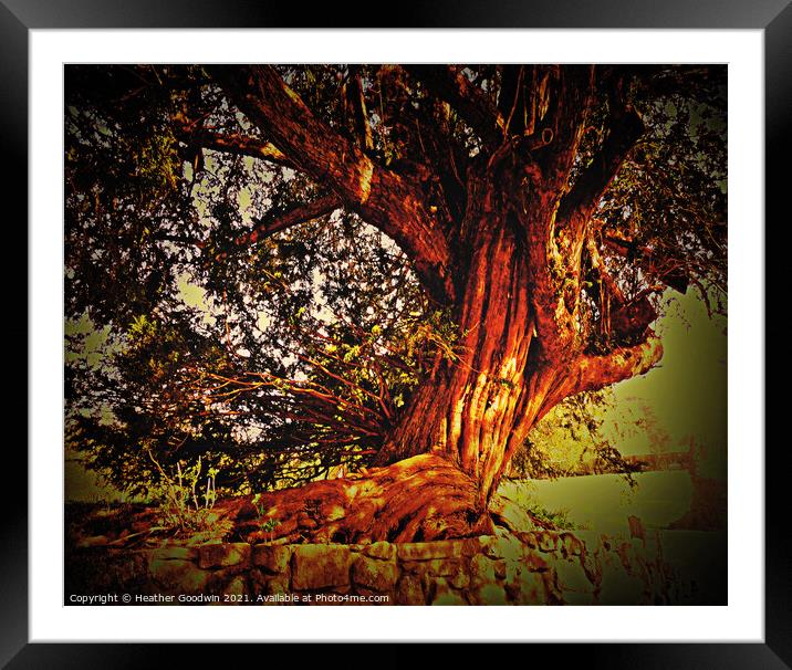 Twisted Tree Framed Mounted Print by Heather Goodwin