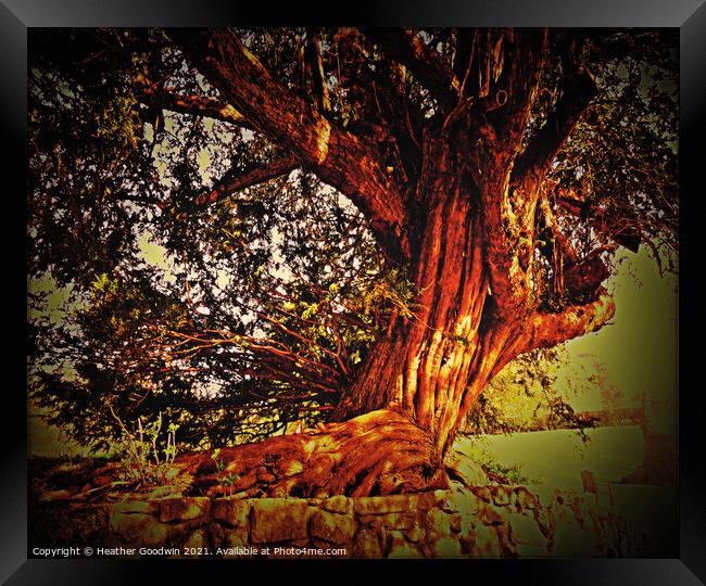 Twisted Tree Framed Print by Heather Goodwin
