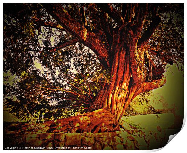Twisted Tree Print by Heather Goodwin