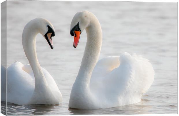 synchronised swans Canvas Print by tim miller