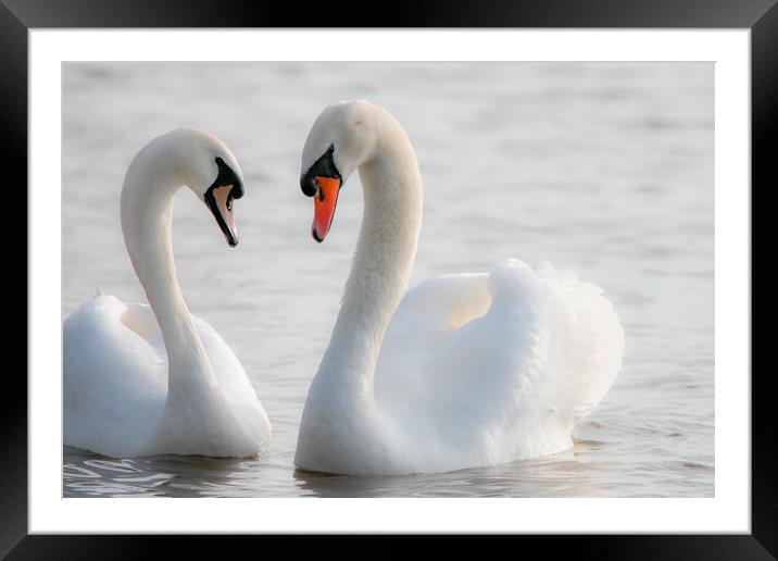 synchronised swans Framed Mounted Print by tim miller
