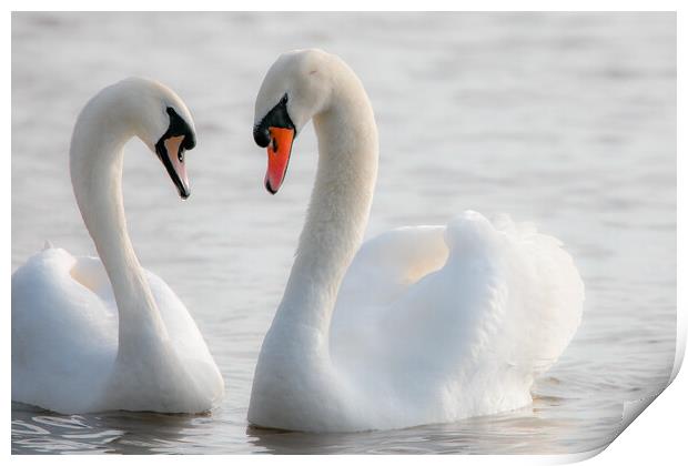 synchronised swans Print by tim miller