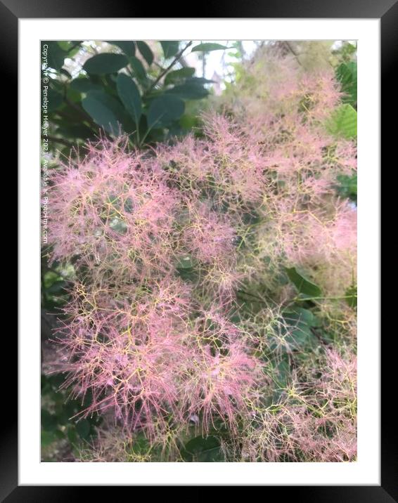 Cotinus 'Grace' Framed Mounted Print by Penelope Hellyer