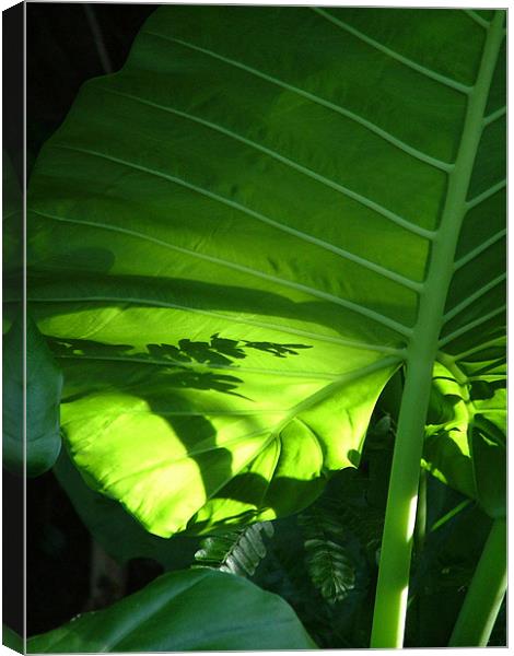 Shadows on a Back-lit Green Tropical Leaf, Laos Canvas Print by Serena Bowles