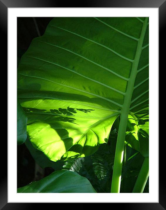 Shadows on a Back-lit Green Tropical Leaf, Laos Framed Mounted Print by Serena Bowles