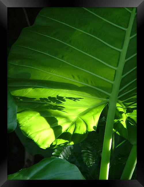 Shadows on a Back-lit Green Tropical Leaf, Laos Framed Print by Serena Bowles