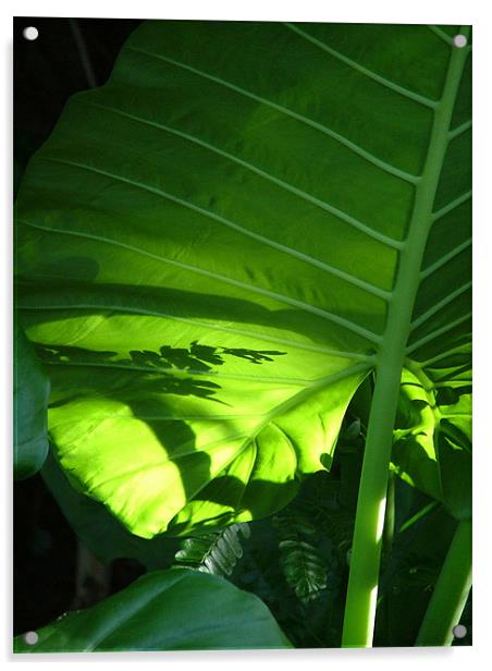 Shadows on a Back-lit Green Tropical Leaf, Laos Acrylic by Serena Bowles
