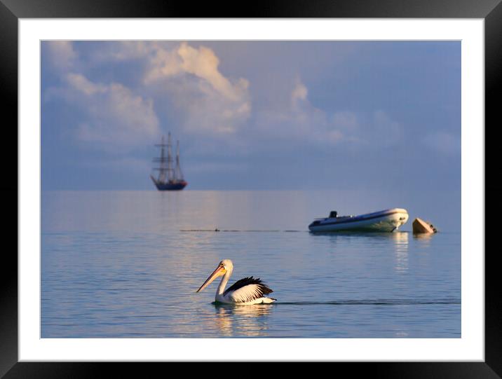 Pelican and sailing ship Framed Mounted Print by tim miller