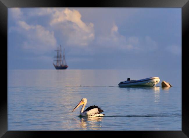 Pelican and sailing ship Framed Print by tim miller