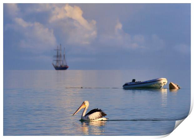 Pelican and sailing ship Print by tim miller