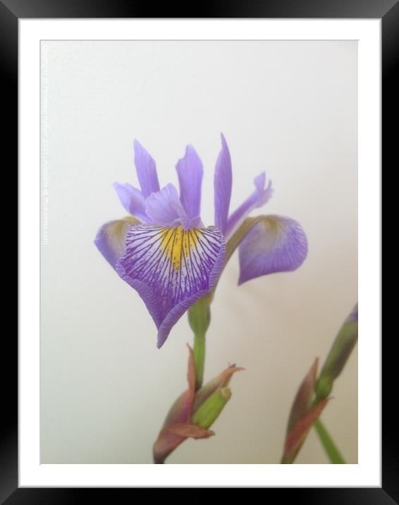 Iris Framed Mounted Print by Penelope Hellyer