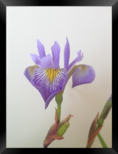 Iris Framed Print by Penelope Hellyer