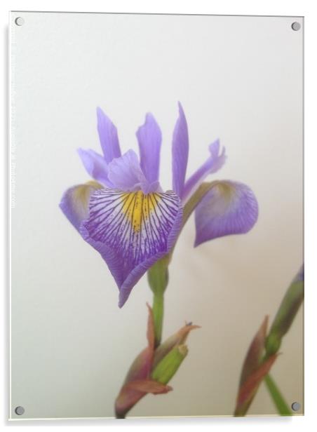 Iris Acrylic by Penelope Hellyer