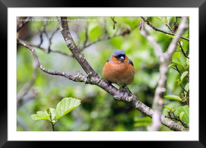 British Birds Chaffinch in a Hedgerow Framed Mounted Print by Pearl Bucknall