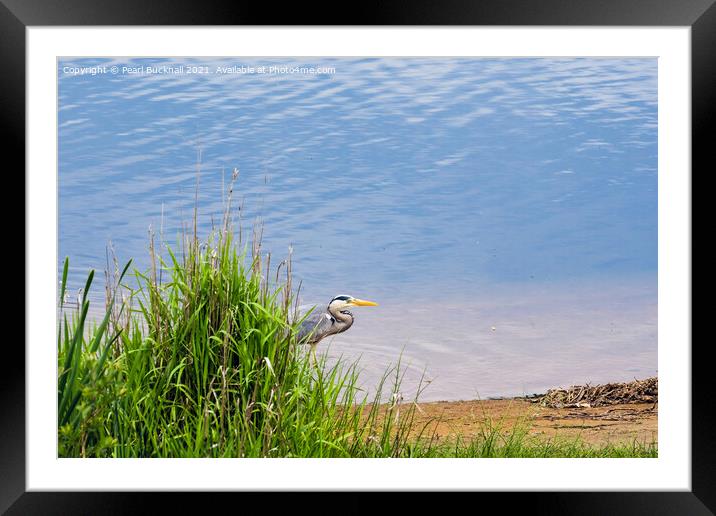 British Birds Grey Heron Stalking in a River Framed Mounted Print by Pearl Bucknall