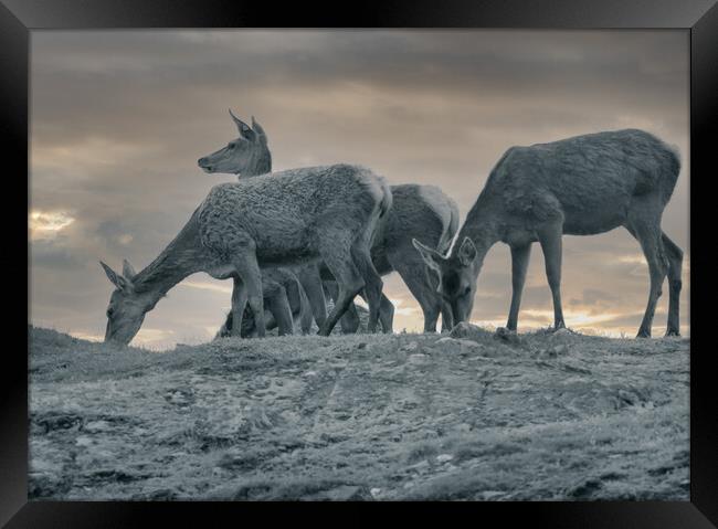 Grazing Deer Framed Print by Duncan Loraine