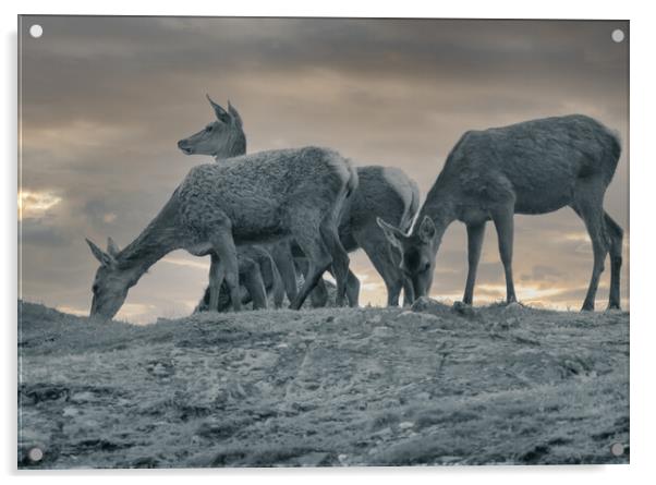Grazing Deer Acrylic by Duncan Loraine
