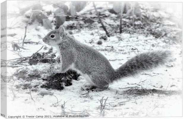 The Very Grey Squirrel Canvas Print by Trevor Camp
