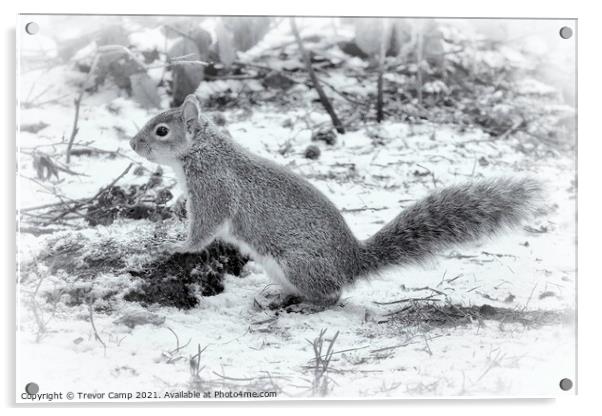The Very Grey Squirrel Acrylic by Trevor Camp