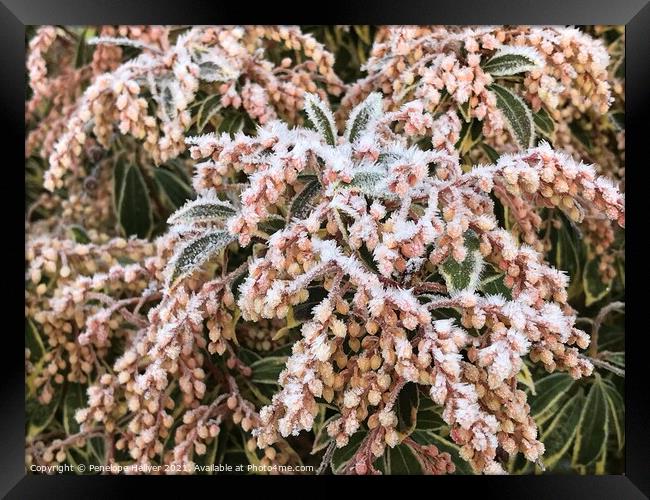 Frosted Pieris Framed Print by Penelope Hellyer