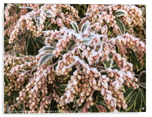 Frosted Pieris Acrylic by Penelope Hellyer