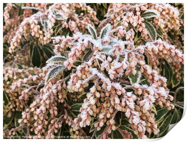Frosted Pieris Print by Penelope Hellyer