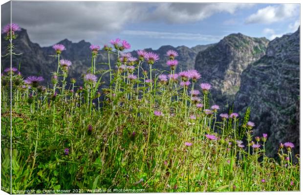 Flowers of Madeira Mountain Thistles Canvas Print by Diana Mower