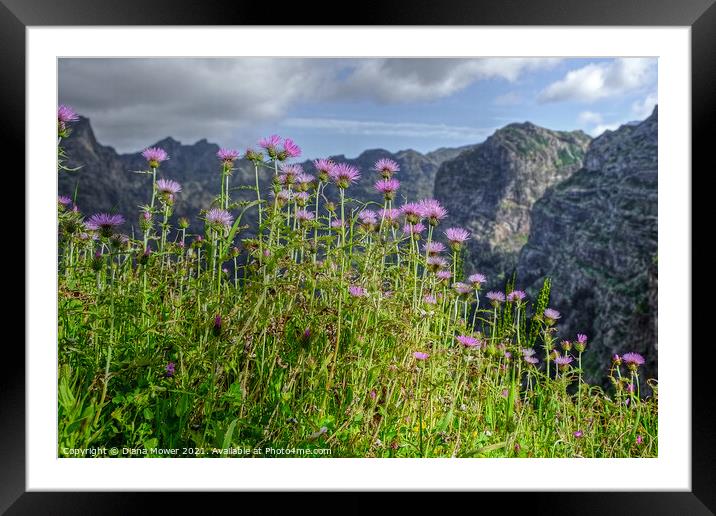 Flowers of Madeira Mountain Thistles Framed Mounted Print by Diana Mower