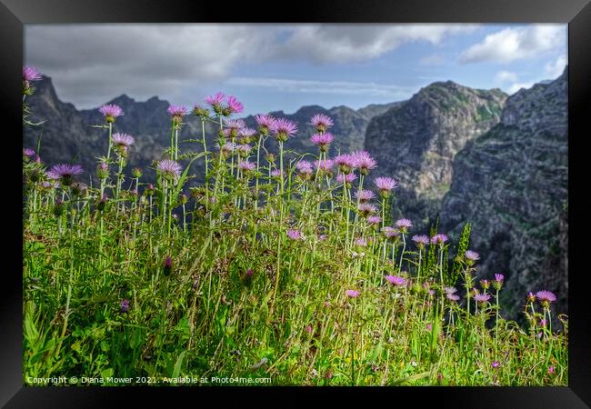 Flowers of Madeira Mountain Thistles Framed Print by Diana Mower