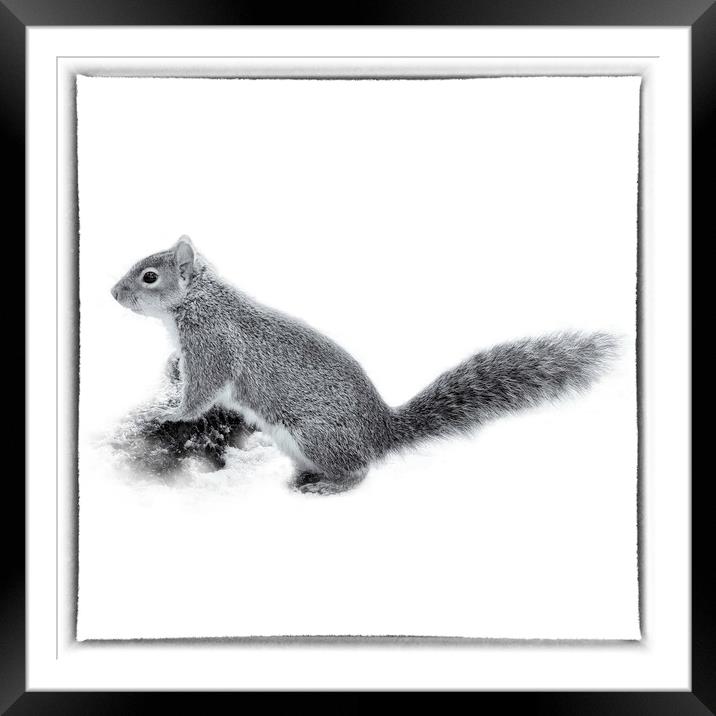 The Grey Squirrel - Toned Framed Mounted Print by Trevor Camp
