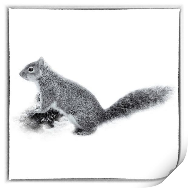 The Grey Squirrel - Toned Print by Trevor Camp
