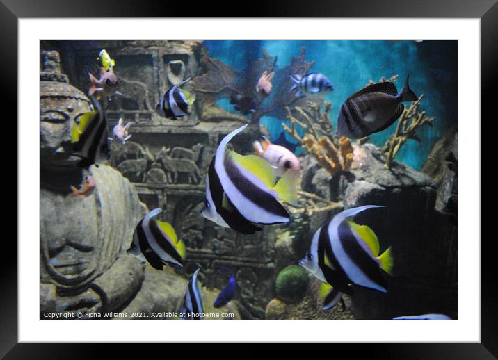 Aquarium Framed Mounted Print by Fiona Williams