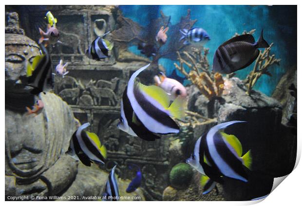 Aquarium Print by Fiona Williams