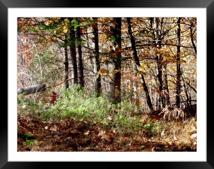 Sunlit Forest Framed Mounted Print by Stephanie Moore