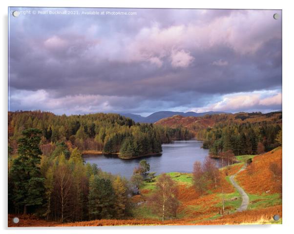 Lake District Tarn Hows in Autumn Acrylic by Pearl Bucknall