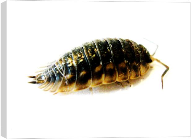 Woodlice Canvas Print by Fiona Williams